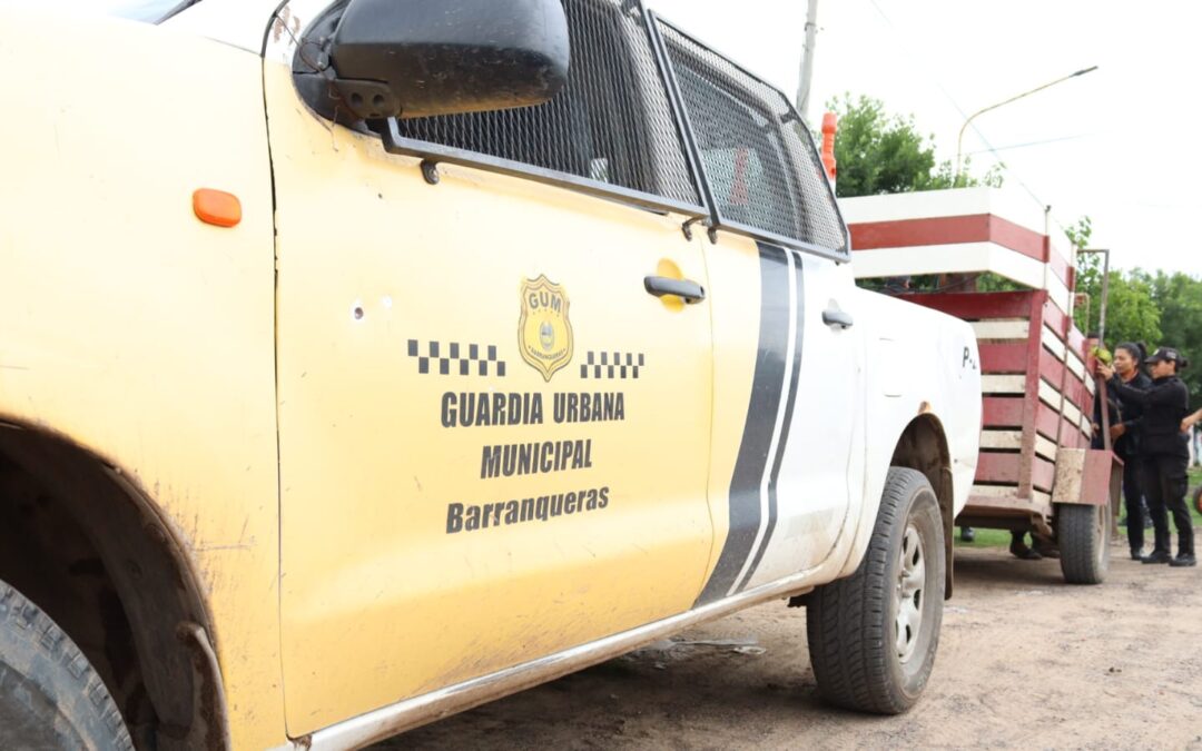 Rescate de un equino ante el maltrato animal